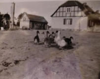 The geese - Mom's nightmare during Labor Service